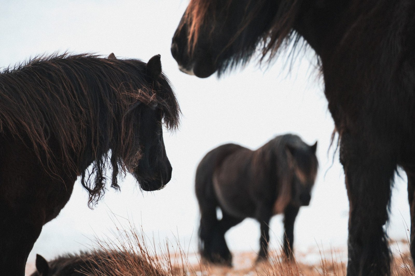 Minimal photo of fell ponies and horses in the snow