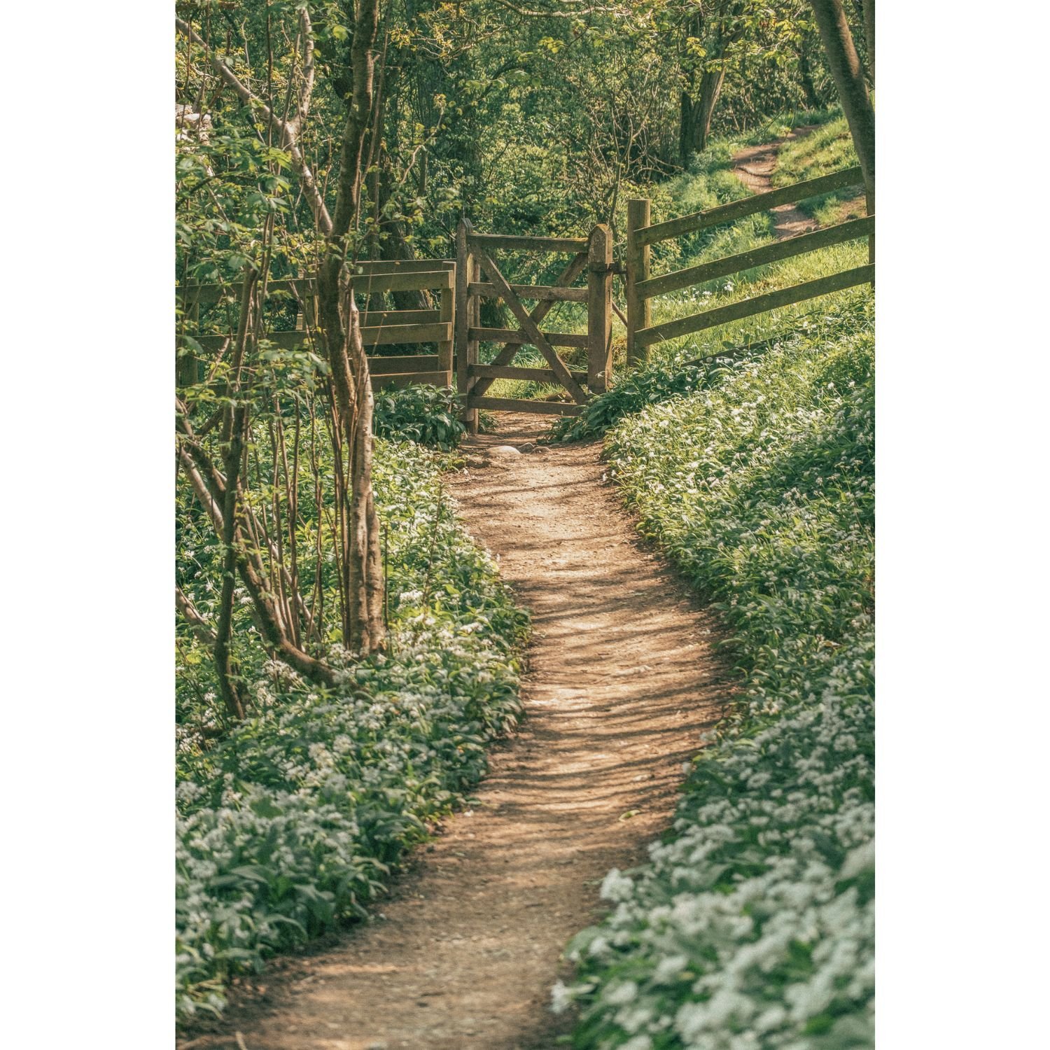 A Cumbrian Lane